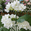 Lampe solaire LED Forever Light SUNARI FLS-93 Hortensias 3000K 600mAh